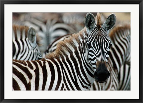 Framed Kenya: Masai Mara Game Reserve, Burchell&#39;s zebra Print