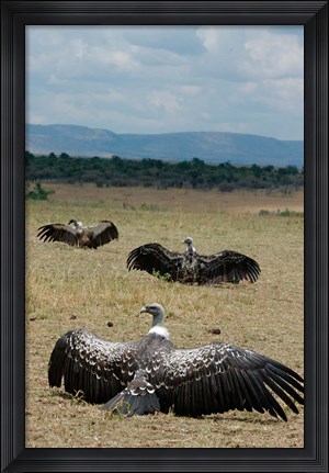 Framed Kenya: Masai Mara Reserve, Ruppell&#39;s Griffon vultures Print