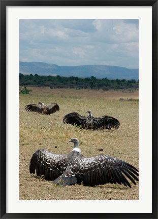 Framed Kenya: Masai Mara Reserve, Ruppell&#39;s Griffon vultures Print