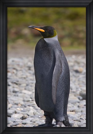Framed Melanistic king penguin, King Penguins Print
