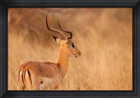 Framed Impala in tall Bushman grass, Mahango Game Reserve, Namibia Print