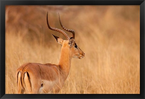 Framed Impala in tall Bushman grass, Mahango Game Reserve, Namibia Print