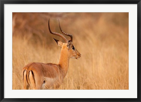 Framed Impala in tall Bushman grass, Mahango Game Reserve, Namibia Print