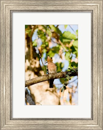 Framed Indian Ocean, Madagascar. Hoopoe bird on tree limb. Print