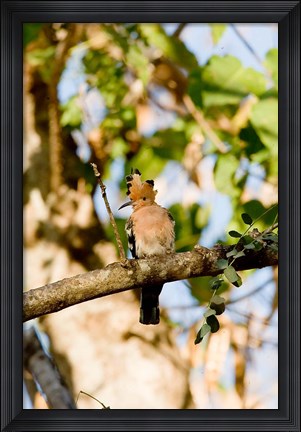 Framed Indian Ocean, Madagascar. Hoopoe bird on tree limb. Print
