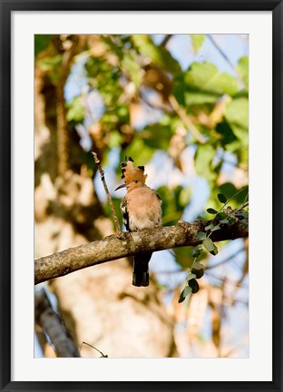 Framed Indian Ocean, Madagascar. Hoopoe bird on tree limb. Print