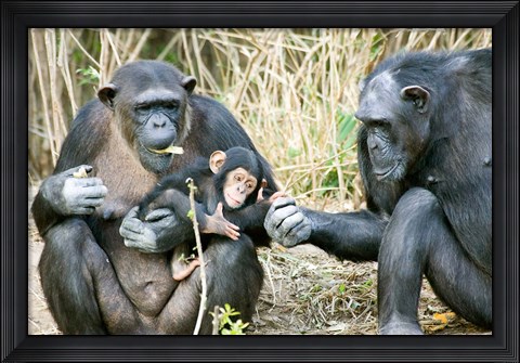 Framed Kenya, Chimpanzees at Sweetwaters Tented Camp Print