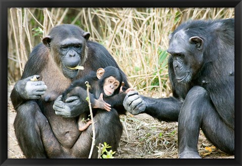 Framed Kenya, Chimpanzees at Sweetwaters Tented Camp Print