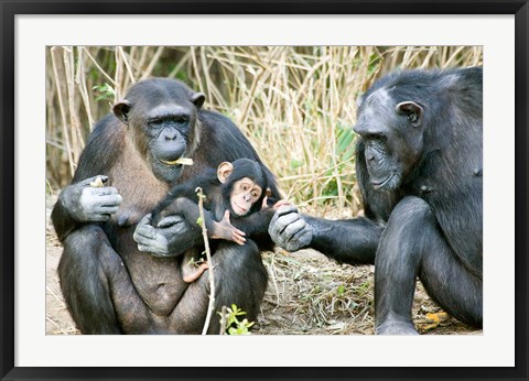 Framed Kenya, Chimpanzees at Sweetwaters Tented Camp Print