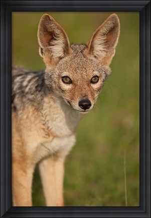 Framed Kenya, Masai Mara GR, Black-backed Jackal Print