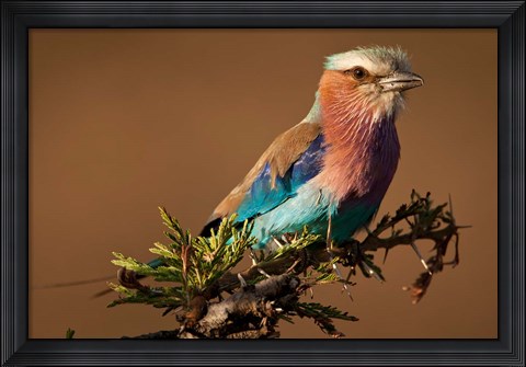 Framed Kenya, Masai Mara GR, Lilac-breasted Roller Print