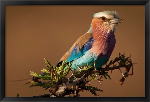 Framed Kenya, Masai Mara GR, Lilac-breasted Roller Print