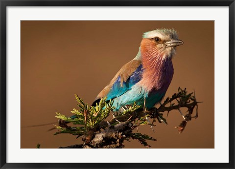 Framed Kenya, Masai Mara GR, Lilac-breasted Roller Print