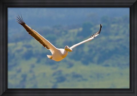 Framed Kenya. White Pelican in flight at Lake Nakuru. Print