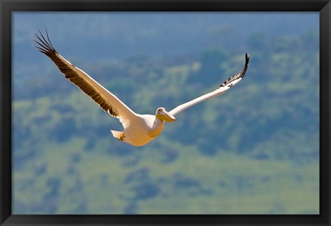 Framed Kenya. White Pelican in flight at Lake Nakuru. Print