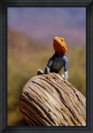 Framed Kenya: Namunyak Conservation Area, Agama Lizard on rock Print
