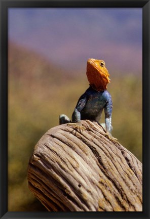 Framed Kenya: Namunyak Conservation Area, Agama Lizard on rock Print