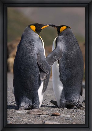 Framed King penguins, mating ritual Print