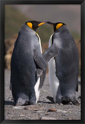 Framed King penguins, mating ritual Print