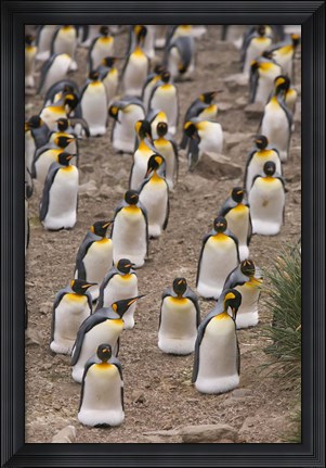 Framed King penguins, Salisbury Plain Print