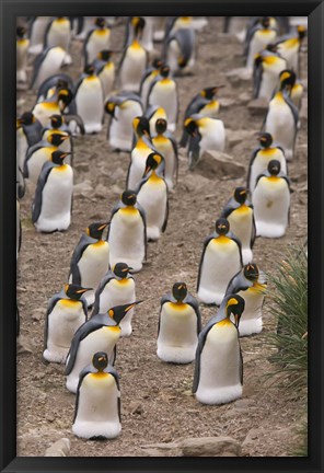 Framed King penguins, Salisbury Plain Print