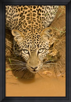 Framed Leopard at waterhole in Masai Mara GR, Kenya Print
