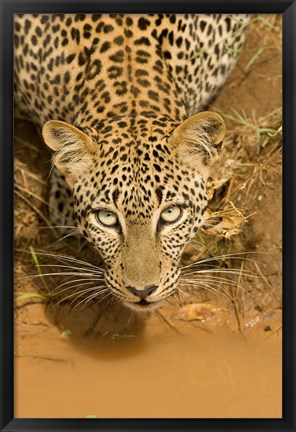 Framed Leopard at waterhole in Masai Mara GR, Kenya Print