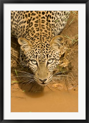 Framed Leopard at waterhole in Masai Mara GR, Kenya Print