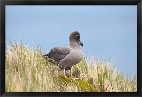 Framed Light-mantled sooty albatross bird, Gold Harbor Print