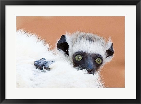 Framed Madagascar, Verreau&#39;s sifaka primate Print