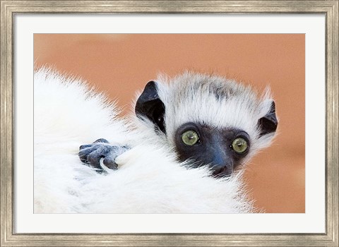 Framed Madagascar, Verreau&#39;s sifaka primate Print