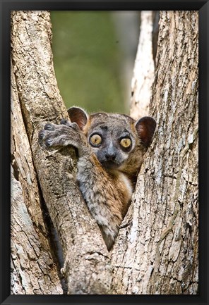 Framed Madagascar, White-footed sportive lemur primate Print