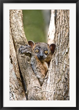 Framed Madagascar, White-footed sportive lemur primate Print