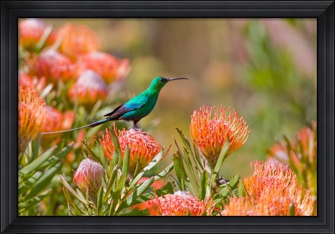Framed Malachite Sunbird, Cape Province, South Africa Print