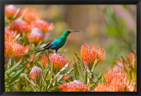 Framed Malachite Sunbird, Cape Province, South Africa Print