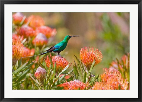 Framed Malachite Sunbird, Cape Province, South Africa Print