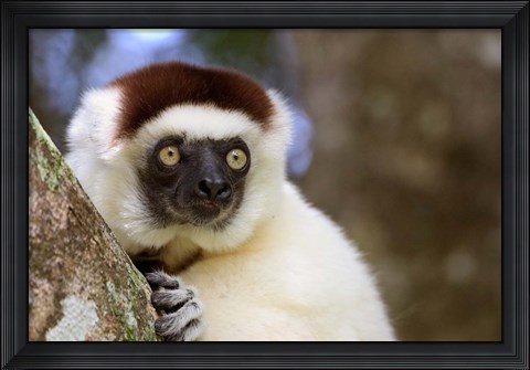 Framed Male Verreaux&#39;s Sifaka at the Nahampoana Reserve Print