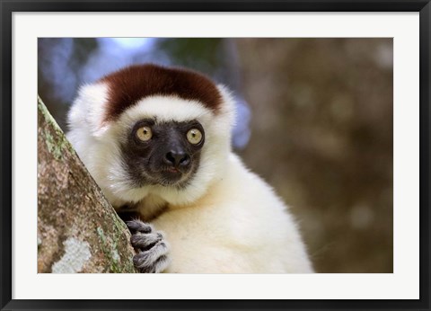 Framed Male Verreaux&#39;s Sifaka at the Nahampoana Reserve Print