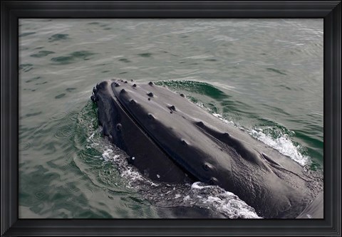 Framed Close up of Humpback whale, western Antarctic Peninsula Print