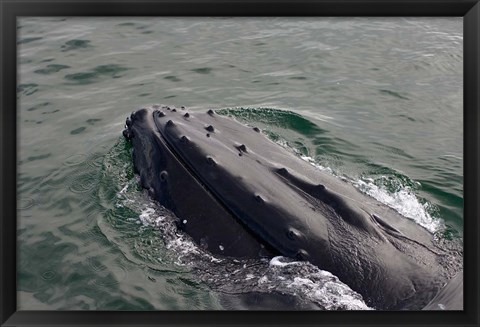 Framed Close up of Humpback whale, western Antarctic Peninsula Print