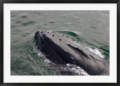 Framed Close up of Humpback whale, western Antarctic Peninsula Print