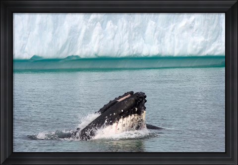 Framed Humpback whale, Antarctic Print