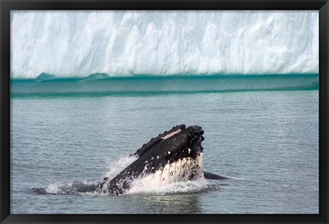 Framed Humpback whale, Antarctic Print