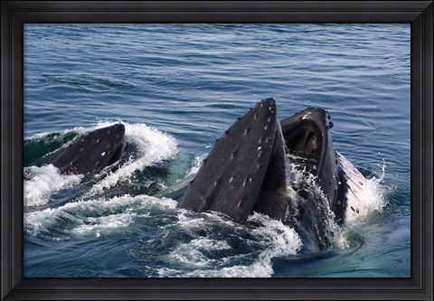 Framed Humpback whales feeding, western Antarctic Peninsula Print