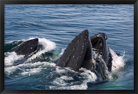 Framed Humpback whales feeding, western Antarctic Peninsula Print
