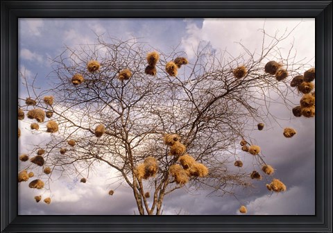 Framed Kenya, Acacia, Back-necked and Vitelline masked Weaver Print