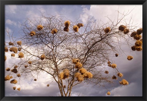 Framed Kenya, Acacia, Back-necked and Vitelline masked Weaver Print