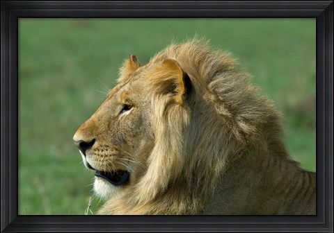 Framed Kenya, Masai Mara Game Reserve, Lion Print