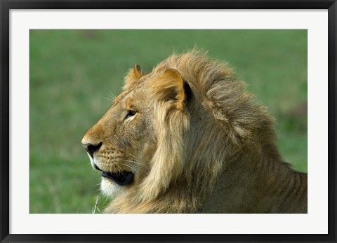 Framed Kenya, Masai Mara Game Reserve, Lion Print