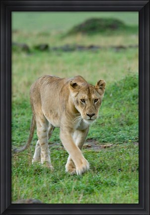 Framed Kenya: Masai Mara Game Reserve, Mara Conservancy, Lion Print